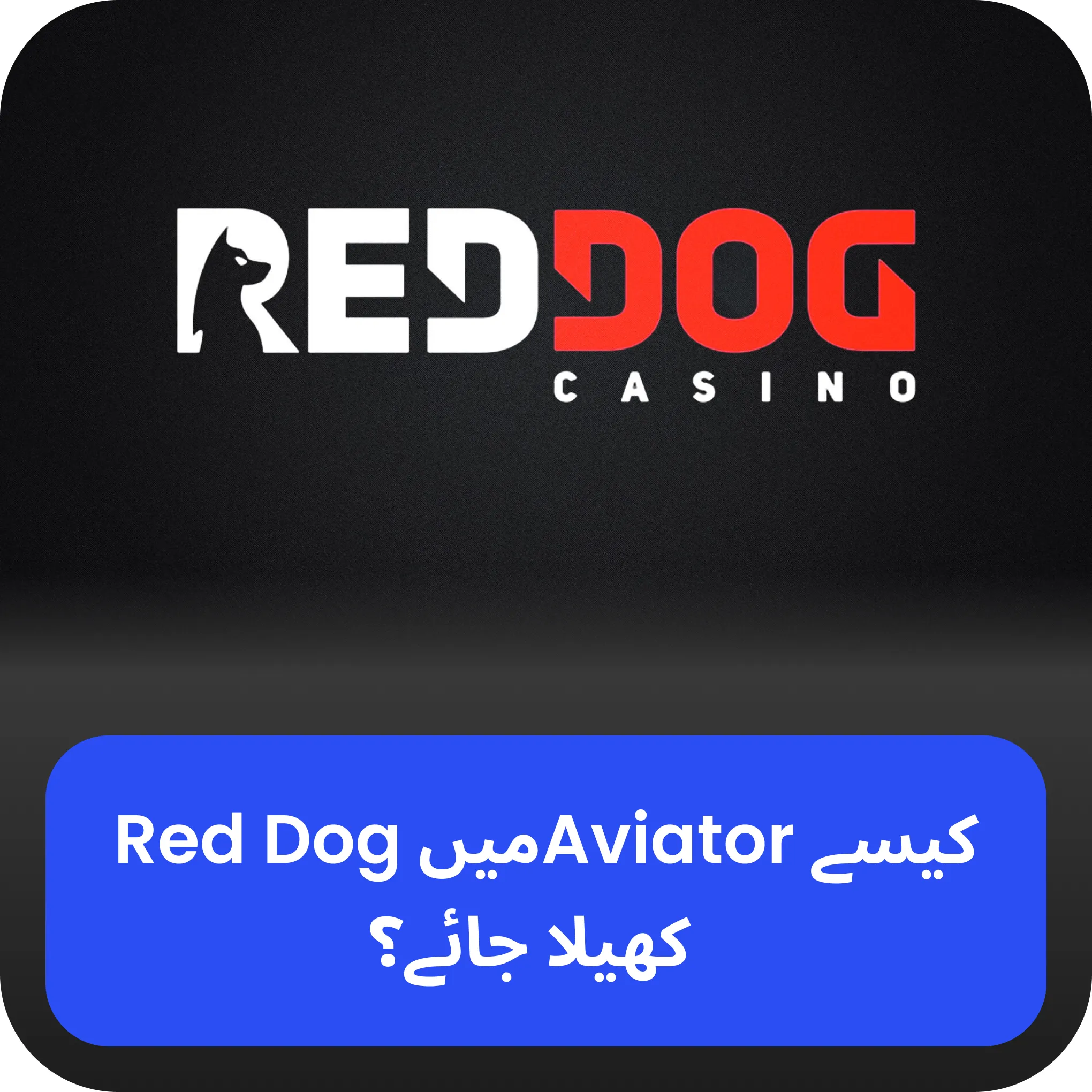 red dog کیسے کھیلنا ہے aviator